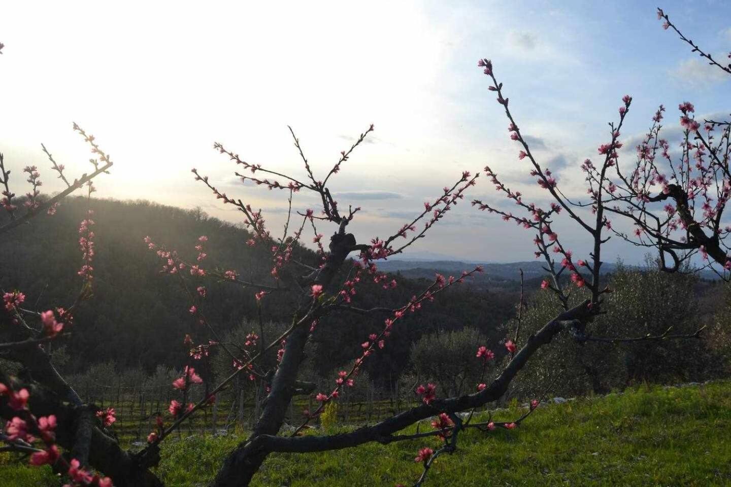 Agriturismo San Silvestro San Donato in Poggio Ngoại thất bức ảnh