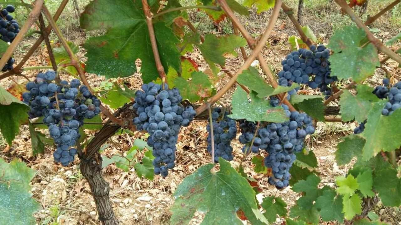 Agriturismo San Silvestro San Donato in Poggio Ngoại thất bức ảnh